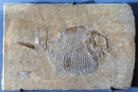 /album/galerie-de-photos/fossile-alpin-neuchatel-jpg/